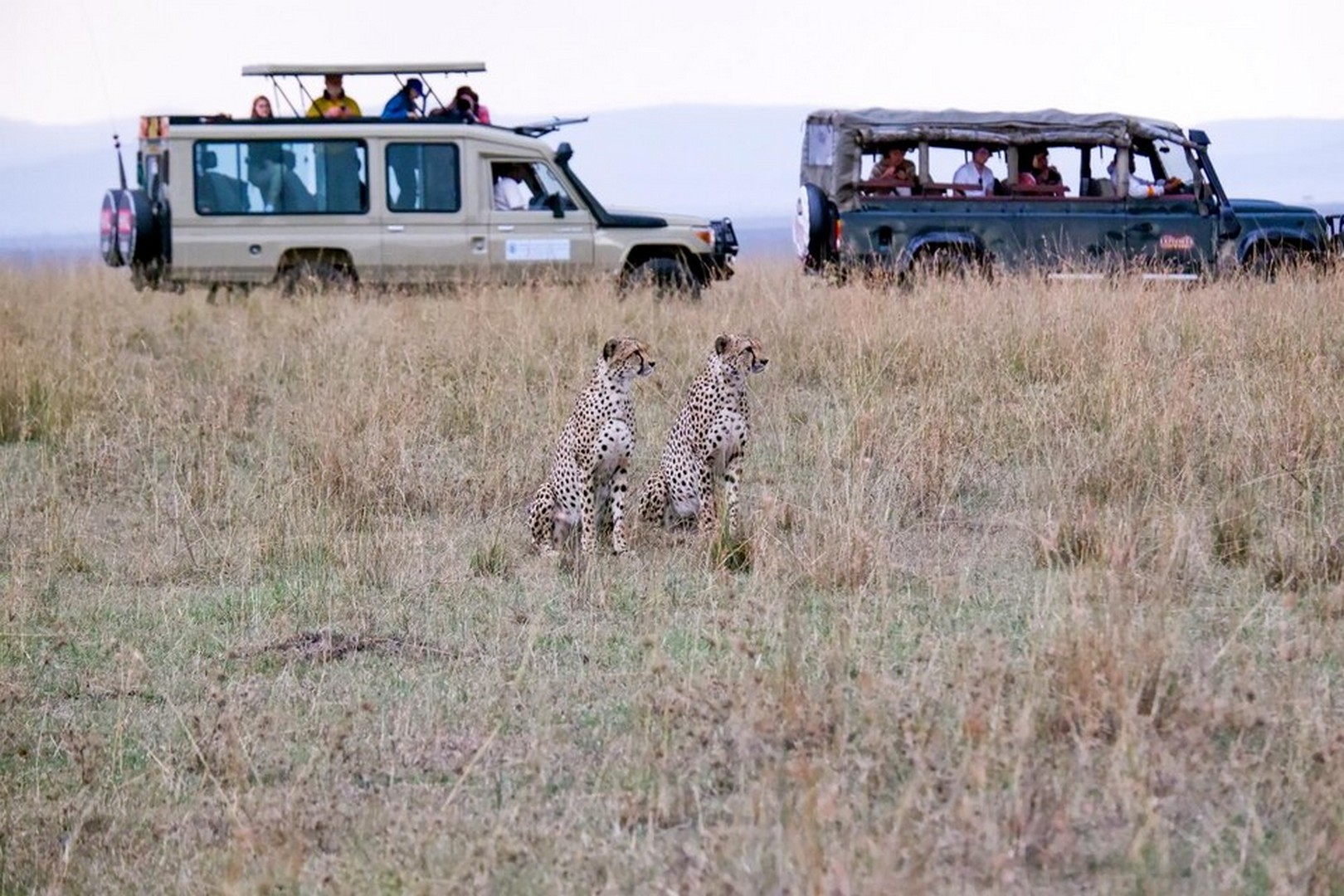 Cheetahs with safari vehicles in the background